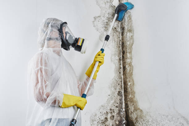 Best Insurance-Related Mold Remediation in Pembroke, VA