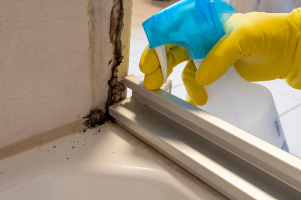 Best Localized Mold Remediation (e.g., coastal areas, humid climates) in Pembroke, VA