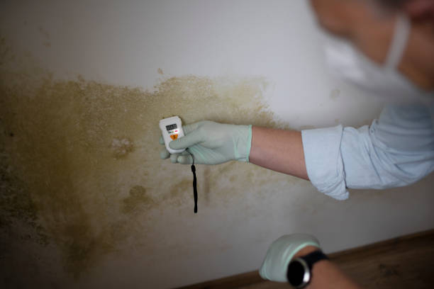 Best Post-Flood Mold Remediation in Pembroke, VA