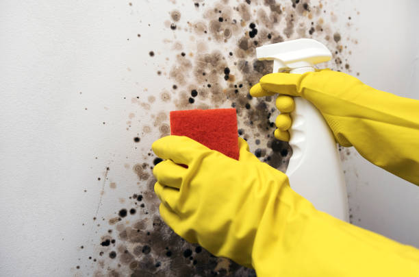 Best Residential Mold Remediation in Pembroke, VA