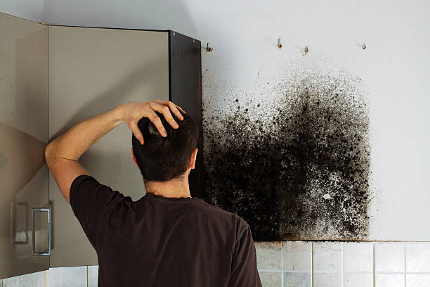 Best Emergency Mold Remediation in Pembroke, VA