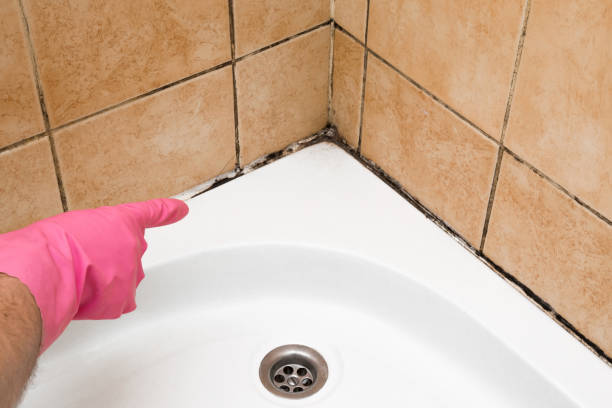 Best Black Mold Remediation in Pembroke, VA
